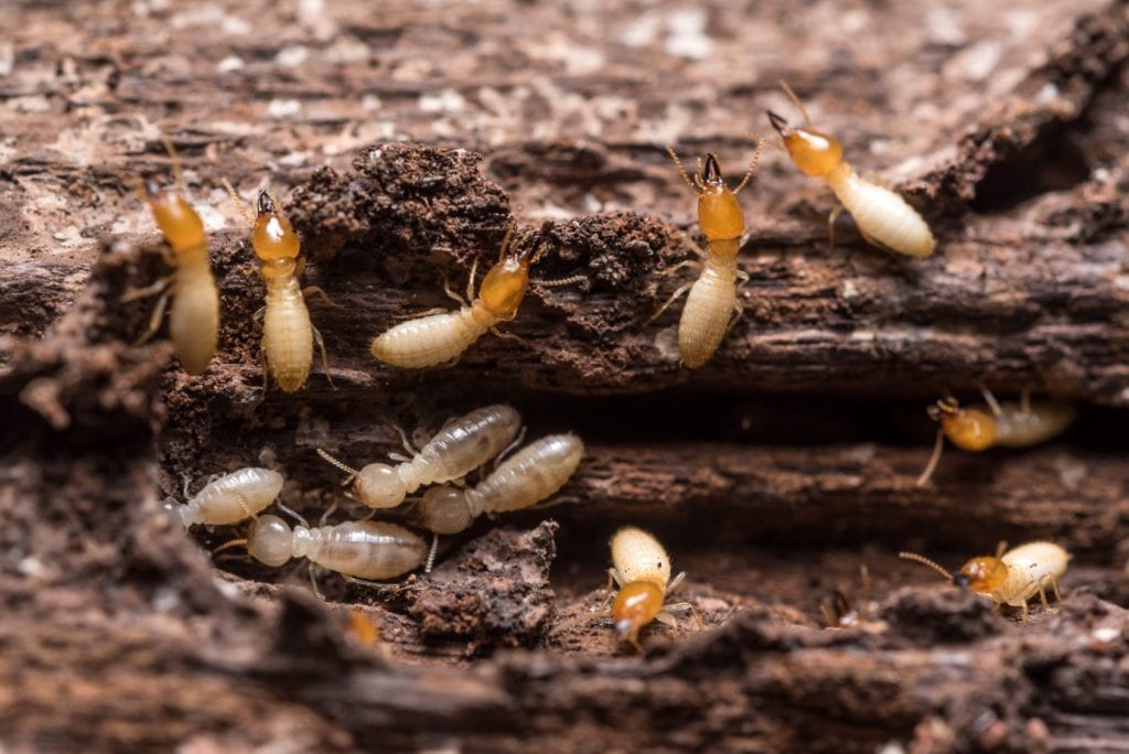 Termites à bois dans une maison d'Albi, Tarn avant traitement par Isol Plus 81